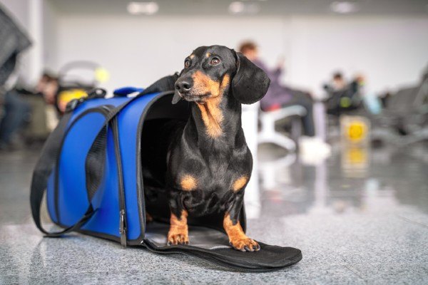 EUA atualizam aeroportos para receber cães vindos do Brasil