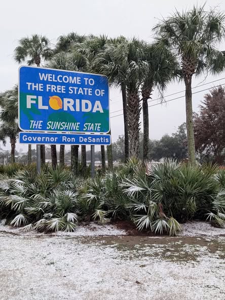 Palmeiras cobertas de neve em Pensacola, Flórida, durante a tempestade de janeiro de 2026