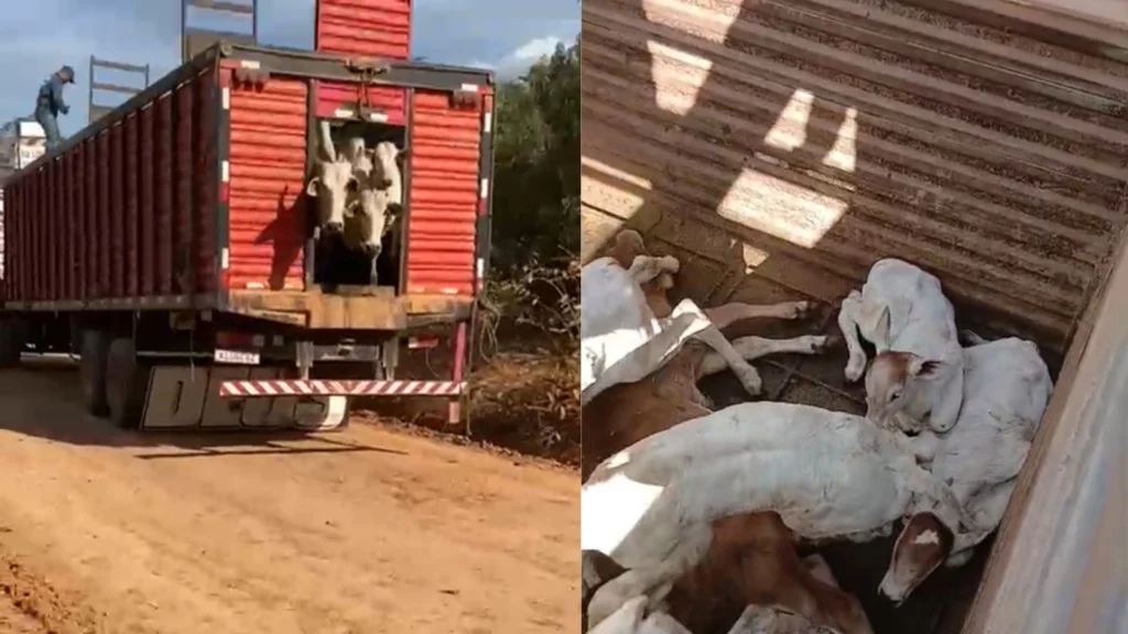 ICMBio apreensão gado São Félix do Xingu gera tensão na Operação Pasto Nullus