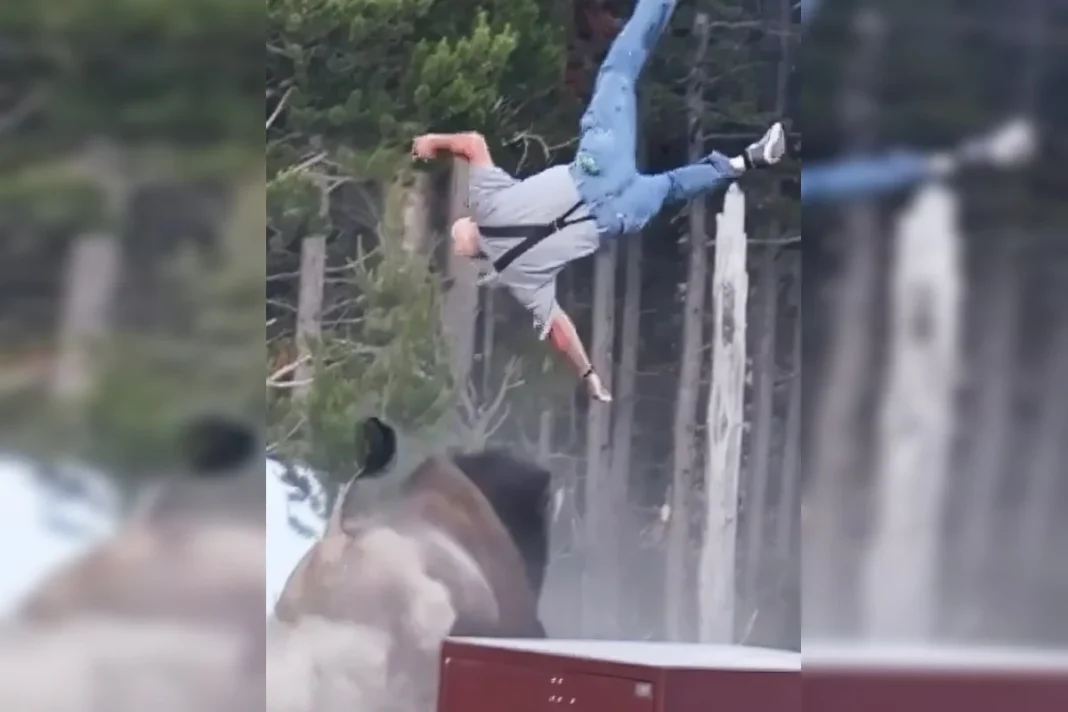 Bisão arremessa homem a 2,4 metros de altura em Yellowstone