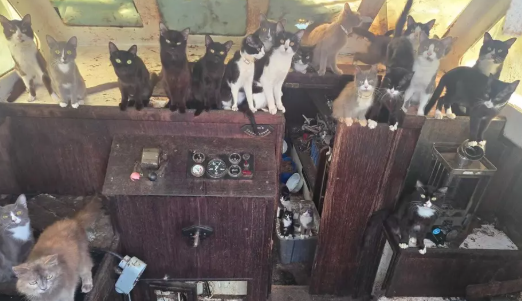 60 Gatos São Resgatados de Veleiro Abandonado em Praia de Washington