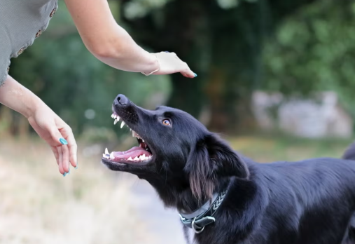 Alerta de Golpe: Falso Ataque de Cachorro Alvo de US$ 200 Mil na Flórida