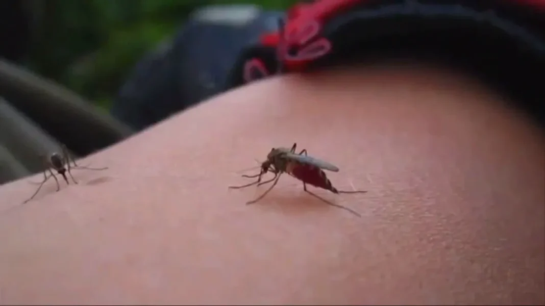 O Departamento de Saúde da Flórida confirmou a morte de uma idosa por dengue contraída localmente. O estado acumula 152 infecções, a maioria em Hillsborough.