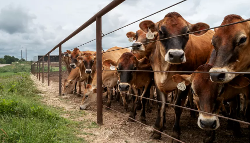 Produtores de gado dos EUA pressionam pelo PRIME Act e rotulagem obrigatória (MCOOL) após governo Trump zerar tarifas para 300 mil toneladas de carne importada.