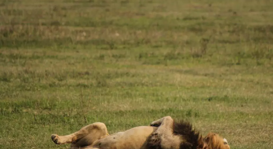 Dez leões foram encontrados mortos na Área de Conservação de Ngorongoro, na Tanzânia. Autoridades investigam crime ambiental por suspeita de envenenamento.